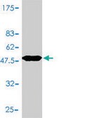 Monoclonal Anti-HLA-DMA antibody produced in mouse clone 3F12-F11, purified immunoglobulin, buffered aqueous solution