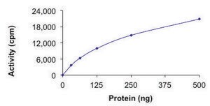 STK21 (CIT), Active recombinant