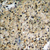 Anti-phospho-Cyclin D3 (pThr283) antibody produced in rabbit affinity isolated antibody