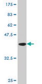 Monoclonal Anti-DNAJB2, (C-terminal) antibody produced in mouse clone 1B7, purified immunoglobulin, buffered aqueous solution