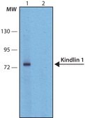 Anti-Kindlin-1 antibody, Mouse monoclonal clone 4A5.14, purified from hybridoma cell culture