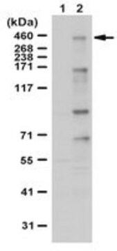 Anti-phospho-53BP1 (Thr1609/Ser1618) Antibody