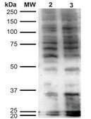 Monoclonal Anti-Hexanoyl-Lysine adduct-PerCP antibody produced in mouse clone 5D9
