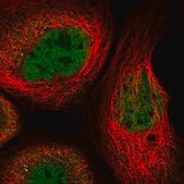 Anti-RUNX1 antibody produced in rabbit Prestige Antibodies® Powered by Atlas Antibodies, affinity isolated antibody