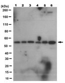 Anti-Cdh1 Antibody, clone 15A9.1 clone 15A9.1, from mouse