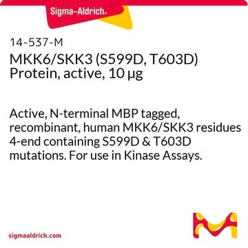MKK6/SKK3 (S599D, T603D) Protein, active, 10 &#181;g Active, N-terminal MBP tagged, recombinant, human MKK6/SKK3 residues 4-end containing S599D &amp; T603D mutations. For use in Kinase Assays.