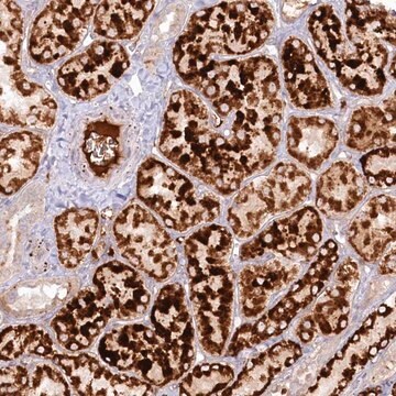 Anti-PSAPL1 antibody produced in rabbit Prestige Antibodies&#174; Powered by Atlas Antibodies, affinity isolated antibody, buffered aqueous glycerol solution