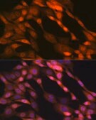 Anti-P23/PTGES3 Antibody, clone 10M9W8, Rabbit Monoclonal