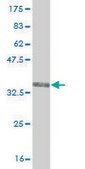 Monoclonal Anti-TRIM49 antibody produced in mouse clone 3H8, purified immunoglobulin, buffered aqueous solution