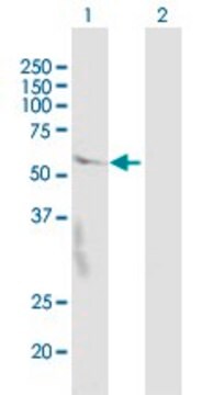 Anti-CRBN antibody produced in mouse purified immunoglobulin, buffered aqueous solution