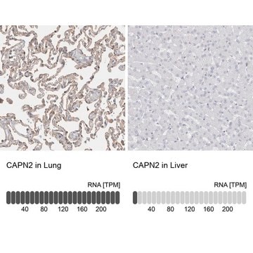 Anti-CAPN2 antibody produced in rabbit Prestige Antibodies&#174; Powered by Atlas Antibodies, affinity isolated antibody, buffered aqueous glycerol solution