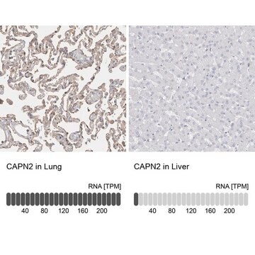 Anti-CAPN2 antibody produced in rabbit Prestige Antibodies&#174; Powered by Atlas Antibodies, affinity isolated antibody, buffered aqueous glycerol solution