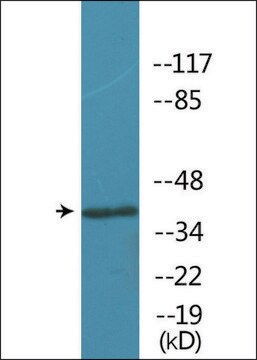 Anti-phospho-Opioid Receptor-&#948; (pSer363) antibody produced in rabbit affinity isolated antibody