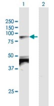 Anti-TBX2 antibody produced in mouse purified immunoglobulin, buffered aqueous solution