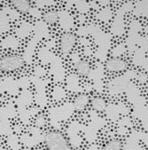 (11-Mercaptoundecyl)tetra(ethylene glycol) functionalized gold nanoparticles 2 % (w/v) in H2O