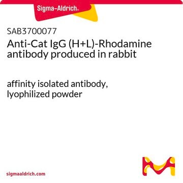 Anti-Cat IgG (H+L)-Rhodamine antibody produced in rabbit affinity isolated antibody, lyophilized powder