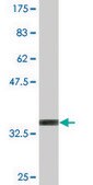 Monoclonal Anti-MAP2K1IP1 antibody produced in mouse clone 2A4, purified immunoglobulin, buffered aqueous solution