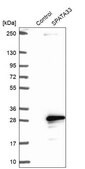 Anti-SPATA33 antibody produced in rabbit Prestige Antibodies® Powered by Atlas Antibodies, affinity isolated antibody, buffered aqueous glycerol solution