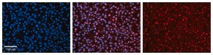 Anti-NR2F6 (AB1) antibody produced in rabbit affinity isolated antibody