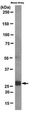 Anti-TNF-alpha induced protein 6 (TSG-6) Antibody, clone NG3 clone NG3, from mouse