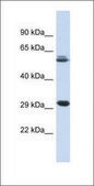 Anti-PCGF3 (AB1) antibody produced in rabbit affinity isolated antibody