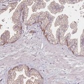 Anti-PROM2 antibody produced in rabbit Prestige Antibodies&#174; Powered by Atlas Antibodies, affinity isolated antibody, buffered aqueous glycerol solution