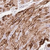 Anti-PAM antibody produced in rabbit Prestige Antibodies&#174; Powered by Atlas Antibodies, affinity isolated antibody, buffered aqueous glycerol solution