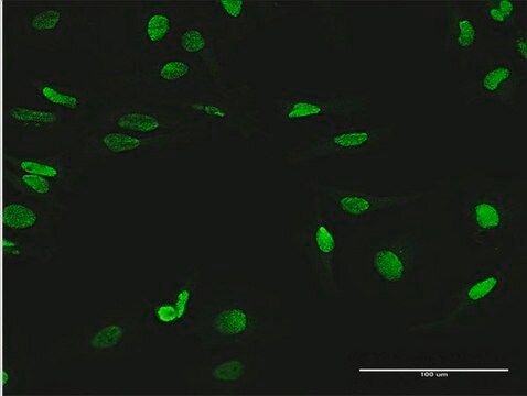 Anti-MYNN antibody produced in mouse purified immunoglobulin, buffered aqueous solution
