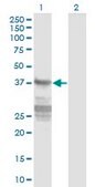 Monoclonal Anti-CNN3 antibody produced in mouse clone 4C4, purified immunoglobulin, buffered aqueous solution