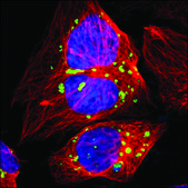 Anti-ANGPTL4 antibody produced in rabbit Prestige Antibodies® Powered by Atlas Antibodies, affinity isolated antibody, buffered aqueous glycerol solution