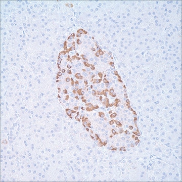 Glucagon Rabbit Polyclonal Antibody