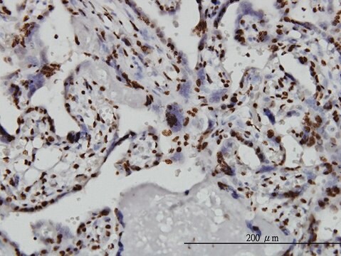ANTI-TAF11 antibody produced in mouse clone 2G9, purified immunoglobulin, buffered aqueous solution