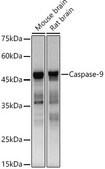 [KO Validated]Anti-Caspase-9 Antibody, clone 4E5G9, Rabbit Monoclonal