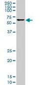 Monoclonal Anti-IRX3 antibody produced in mouse clone 1D7, purified immunoglobulin, buffered aqueous solution