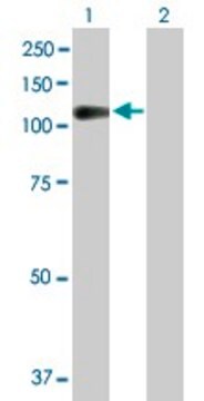Anti-NLGN3 antibody produced in mouse purified immunoglobulin, buffered aqueous solution