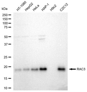 KD-Validated Anti RAC3 Antibody, clone 23GB2175, Rabbit Monoclonal clone 23GB2175, recombinant rabbit monoclonal, expressed in HEK293 cells
