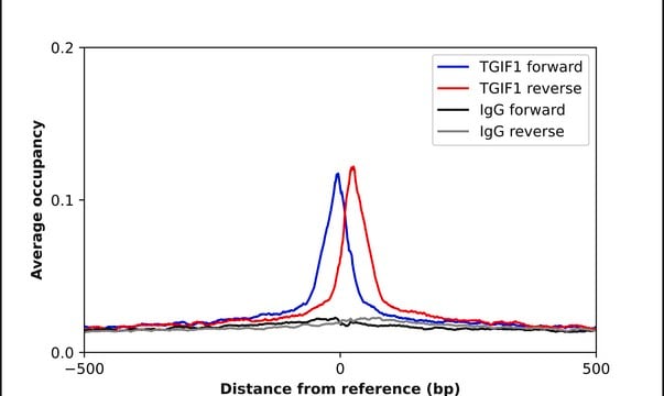 Anti-TGIF1 antibody produced in rabbit Prestige Antibodies&#174; Powered by Atlas Antibodies, affinity isolated antibody