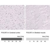 Monoclonal Anti-POU3F3 antibody produced in mouse Prestige Antibodies® Powered by Atlas Antibodies, clone CL15302, purified antibody (Protein A)