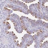 Anti-CAPSL antibody produced in rabbit Prestige Antibodies&#174; Powered by Atlas Antibodies, affinity isolated antibody, buffered aqueous glycerol solution