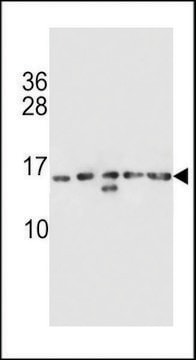 ANTI-HIST1H2AB(N-TERMINAL) antibody produced in rabbit affinity isolated antibody, buffered aqueous solution