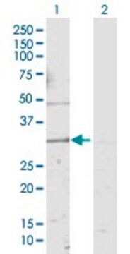 Anti-KCNMB4 antibody produced in rabbit purified immunoglobulin, buffered aqueous solution