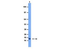 Anti-Atrial Natriuretic Polypetide Antibody, alpha from rabbit
