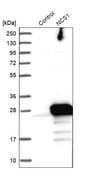 Anti-NCS1 antibody produced in rabbit Prestige Antibodies® Powered by Atlas Antibodies, affinity isolated antibody, buffered aqueous glycerol solution