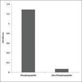 Anti-phospho-EGFR (pTyr1069) antibody produced in rabbit affinity isolated antibody