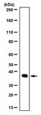 抗GAPDH 抗体 from rabbit, purified by affinity chromatography