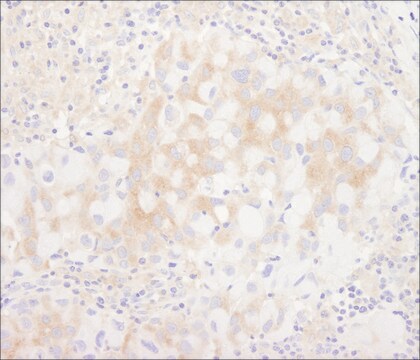Rabbit anti-BIRC6/Apollon Antibody, Affinity Purified Powered by Bethyl Laboratories, Inc.