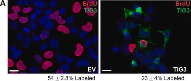 单克隆抗-BrdU 小鼠抗 clone BU-33, ascites fluid, Immunohistology Grade