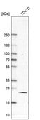 Anti-RAB18 antibody produced in rabbit Prestige Antibodies&#174; Powered by Atlas Antibodies, affinity isolated antibody, buffered aqueous glycerol solution