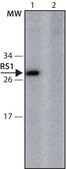 Anti-RS1 (156-170) antibody produced in rabbit IgG fraction of antiserum, buffered aqueous solution