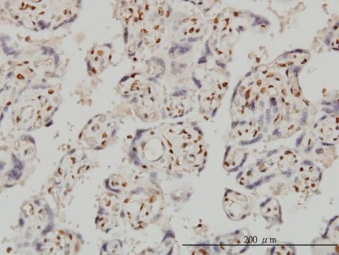 Monoclonal Anti-FOXR2 antibody produced in mouse clone 2C1, purified immunoglobulin, buffered aqueous solution